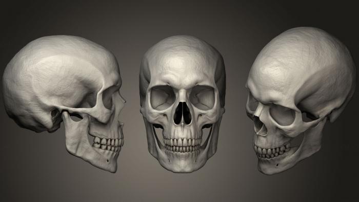 Anatomy of skeletons and skulls (ANTM_1037) 3D model for CNC machine