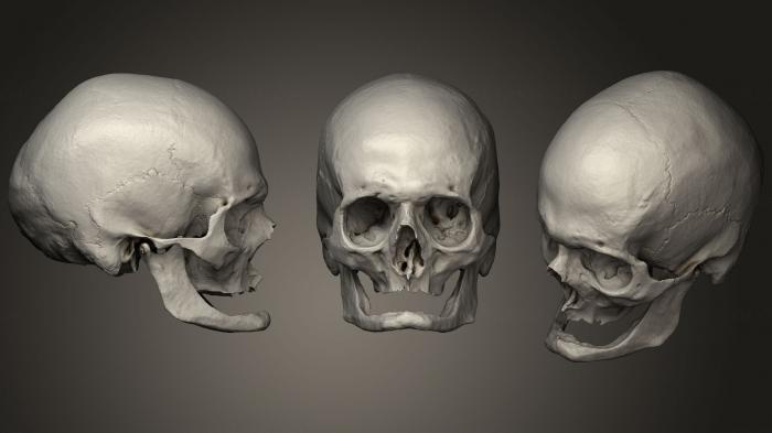 Anatomy of skeletons and skulls (ANTM_1038) 3D model for CNC machine