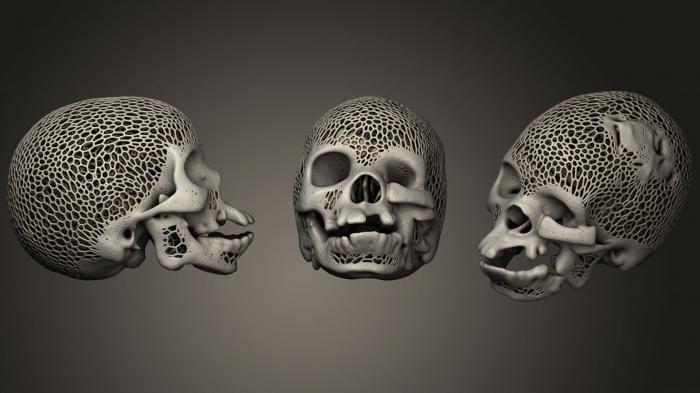 Anatomy of skeletons and skulls (ANTM_1039) 3D model for CNC machine