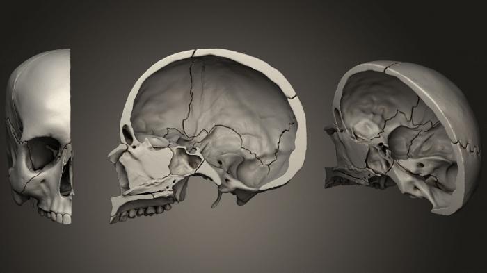 نموذج ثلاثي الأبعاد لآلة CNC تشريح الهياكل العظمية والجماجم قسم الجمجمة الأوسط