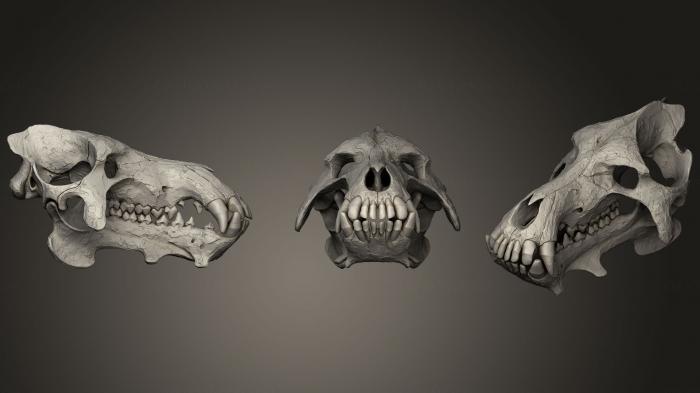 Anatomy of skeletons and skulls (ANTM_1043) 3D model for CNC machine