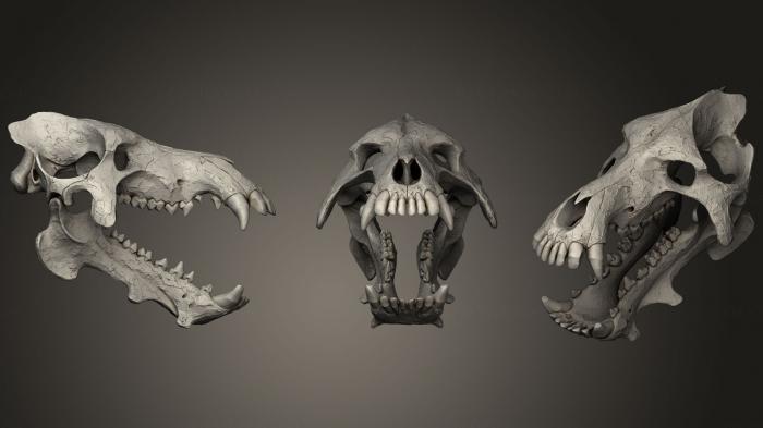 Anatomy of skeletons and skulls (ANTM_1044) 3D model for CNC machine