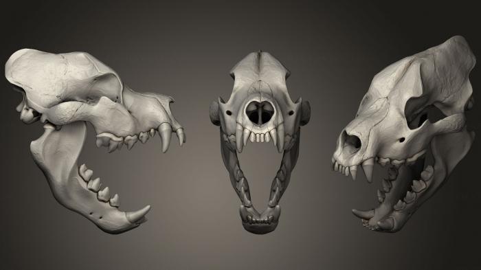 Anatomy of skeletons and skulls (ANTM_1045) 3D model for CNC machine