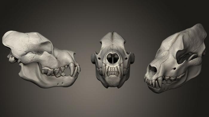Anatomy of skeletons and skulls (ANTM_1046) 3D model for CNC machine