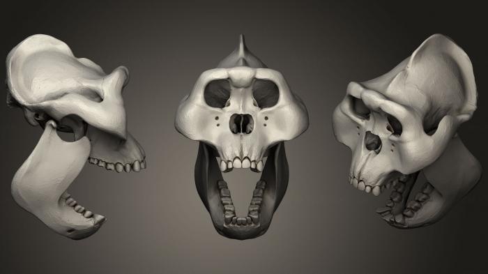 Anatomy of skeletons and skulls (ANTM_1048) 3D model for CNC machine