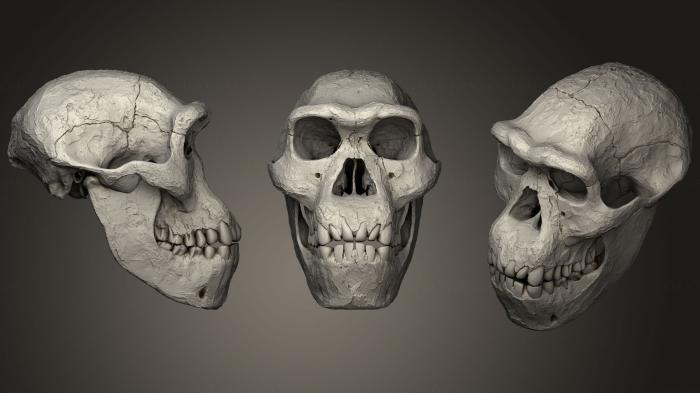Anatomy of skeletons and skulls (ANTM_1049) 3D model for CNC machine