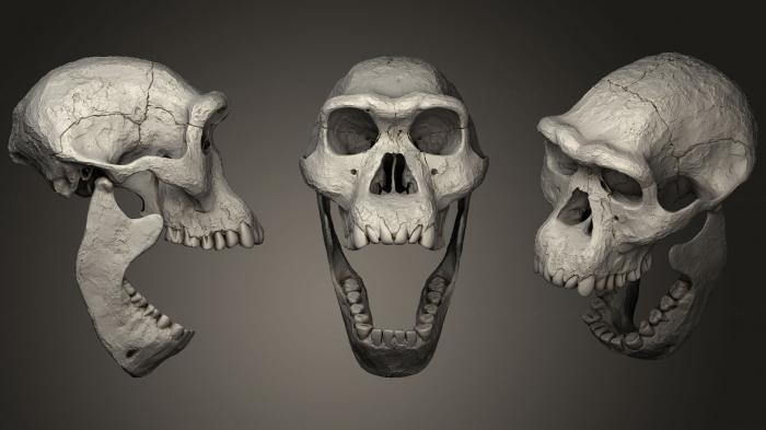 Anatomy of skeletons and skulls (ANTM_1050) 3D model for CNC machine