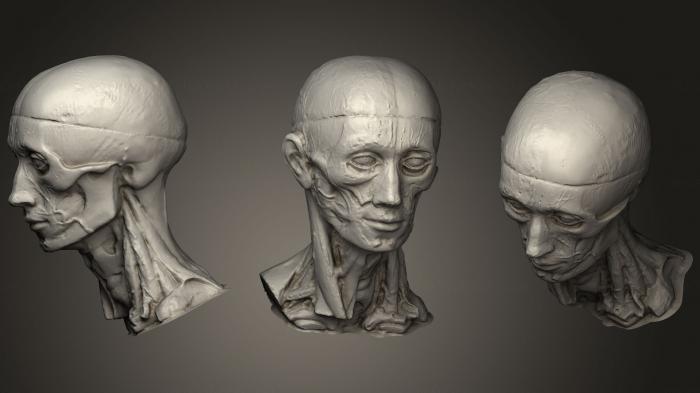 Anatomy of skeletons and skulls (ANTM_1112) 3D model for CNC machine
