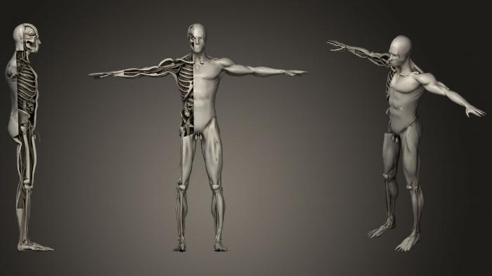 نموذج ثلاثي الأبعاد لآلة CNC تشريح الهياكل العظمية والجماجم تشريح جسم الإنسان الرسوم المتحركة Runing100