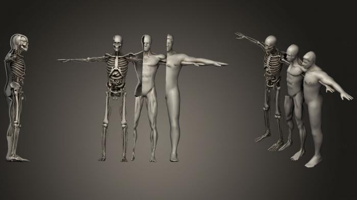 Anatomy of skeletons and skulls (ANTM_1167) 3D model for CNC machine