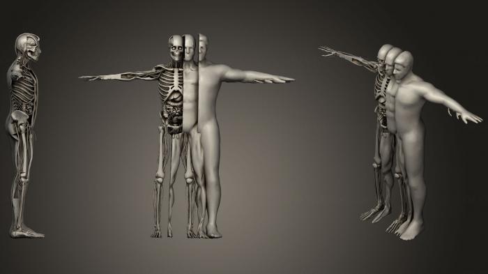 Anatomy of skeletons and skulls (ANTM_1169) 3D model for CNC machine