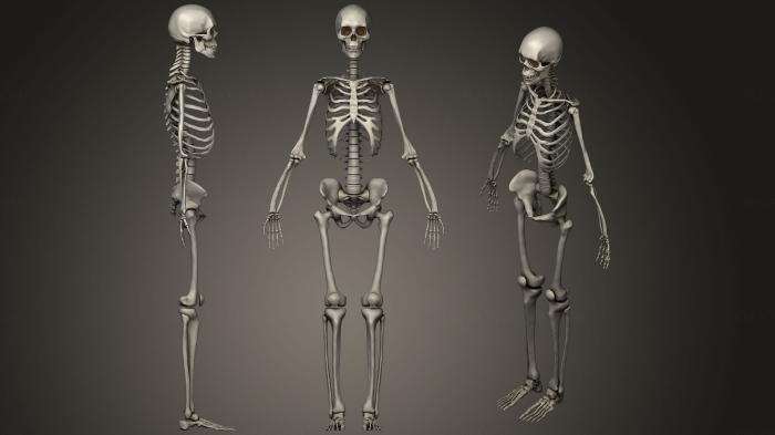 Anatomy of skeletons and skulls (ANTM_1191) 3D model for CNC machine