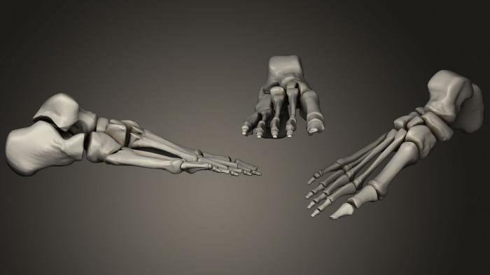 نموذج ثلاثي الأبعاد لآلة CNC تشريح الهياكل العظمية والجماجم الجلد هيكل عظمي القدم