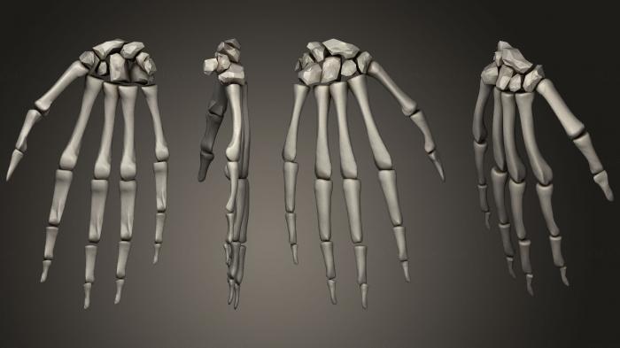 نموذج ثلاثي الأبعاد لآلة CNC تشريح الهياكل العظمية والجماجم اليد Skeletonamp الجلد