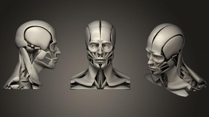 Anatomy of skeletons and skulls (ANTM_1202) 3D model for CNC machine