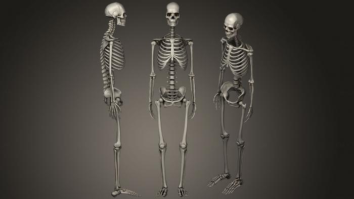 Anatomy of skeletons and skulls (ANTM_1220) 3D model for CNC machine