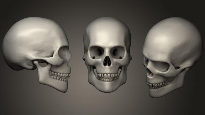 Anatomy of skeletons and skulls (ANTM_1233) 3D model for CNC machine