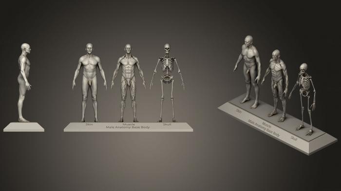 Anatomy of skeletons and skulls (ANTM_1238) 3D model for CNC machine