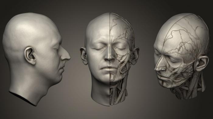 Anatomy of skeletons and skulls (ANTM_1267) 3D model for CNC machine