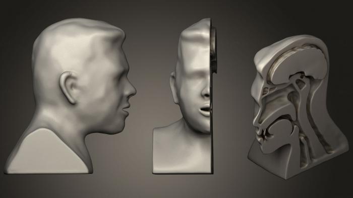 Anatomy of skeletons and skulls (ANTM_1272) 3D model for CNC machine