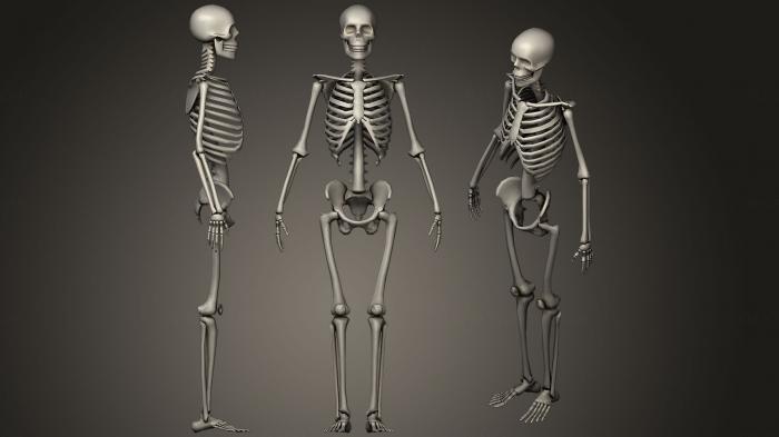 Anatomy of skeletons and skulls (ANTM_1278) 3D model for CNC machine