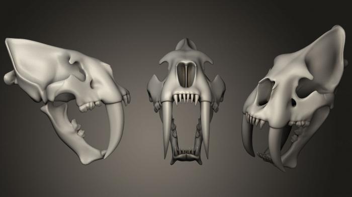 Anatomy of skeletons and skulls (ANTM_1302) 3D model for CNC machine
