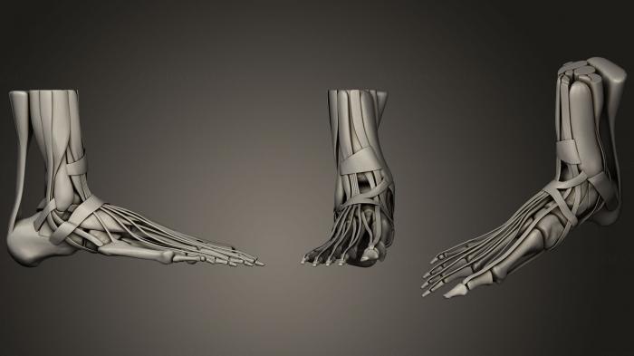 نموذج ثلاثي الأبعاد لآلة CNC تشريح الهياكل العظمية والجماجم عضلات وأربطة عظام واحدة