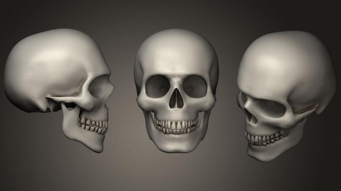 نموذج ثلاثي الأبعاد لآلة CNC تشريح الهياكل العظمية والجماجم 3D واقعية نموذج جمجمة ذكر الإنسان