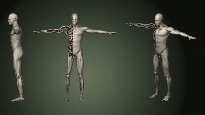 Anatomy of skeletons and skulls (ANTM_1323) 3D model for CNC machine