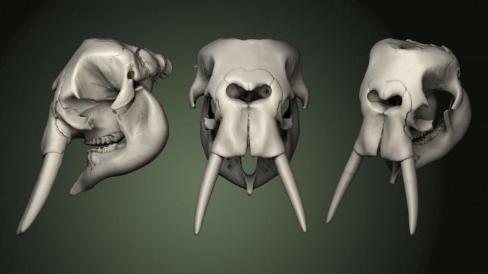 Anatomy of skeletons and skulls (ANTM_1334) 3D model for CNC machine