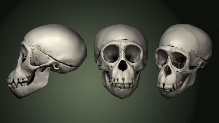 Anatomy of skeletons and skulls (ANTM_1335) 3D model for CNC machine