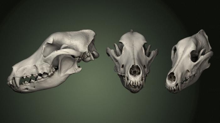 Anatomy of skeletons and skulls (ANTM_1337) 3D model for CNC machine