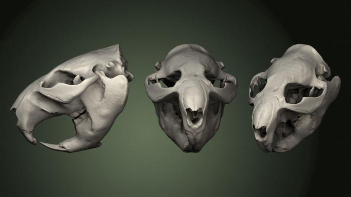 Anatomy of skeletons and skulls (ANTM_1339) 3D model for CNC machine