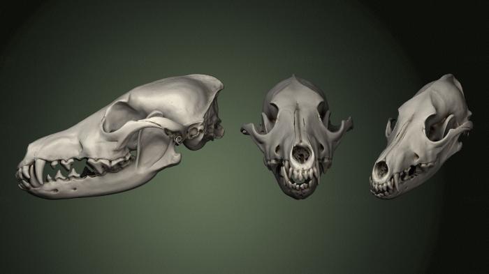 Anatomy of skeletons and skulls (ANTM_1344) 3D model for CNC machine
