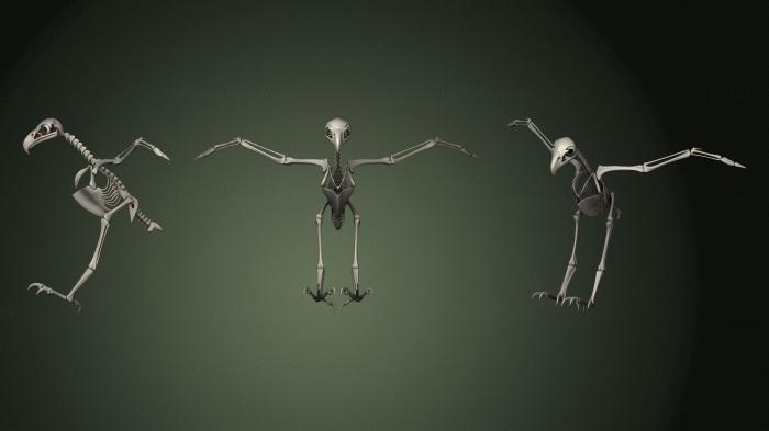 Anatomy of skeletons and skulls (ANTM_1352) 3D model for CNC machine
