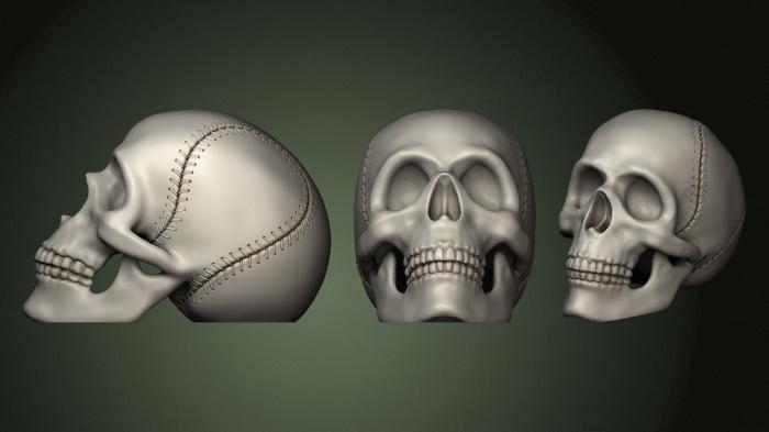 Anatomy of skeletons and skulls (ANTM_1354) 3D model for CNC machine