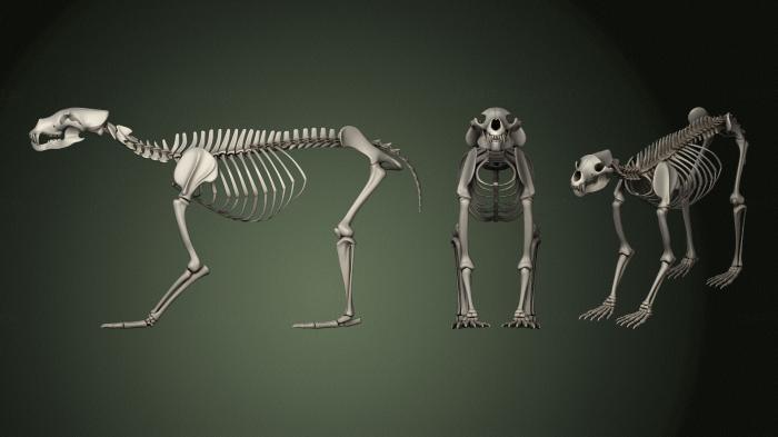 Anatomy of skeletons and skulls (ANTM_1356) 3D model for CNC machine