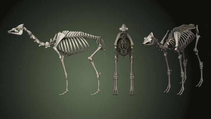 Anatomy of skeletons and skulls (ANTM_1369) 3D model for CNC machine