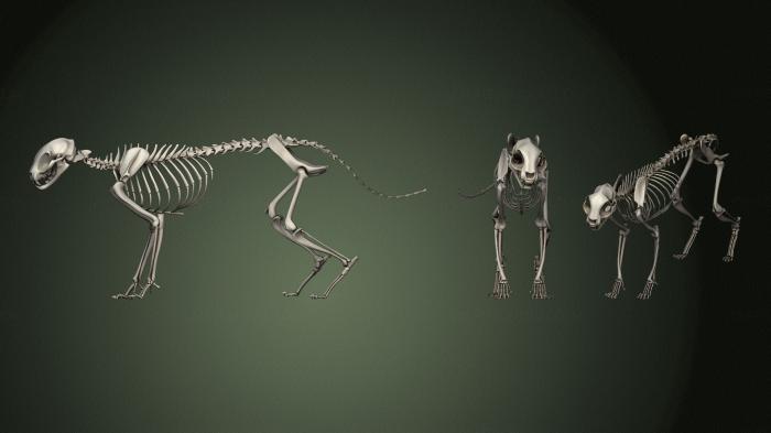 Anatomy of skeletons and skulls (ANTM_1373) 3D model for CNC machine