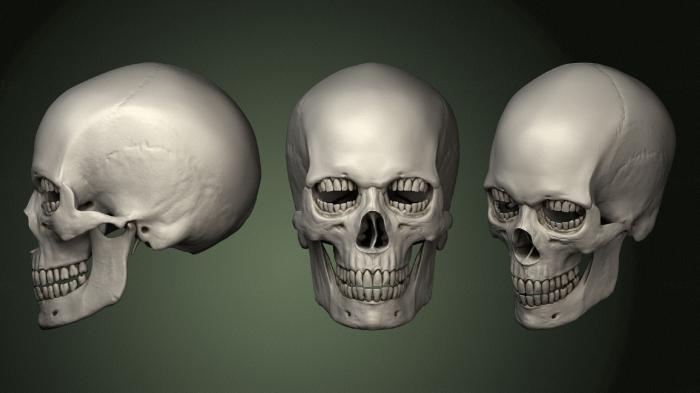 Anatomy of skeletons and skulls (ANTM_1383) 3D model for CNC machine
