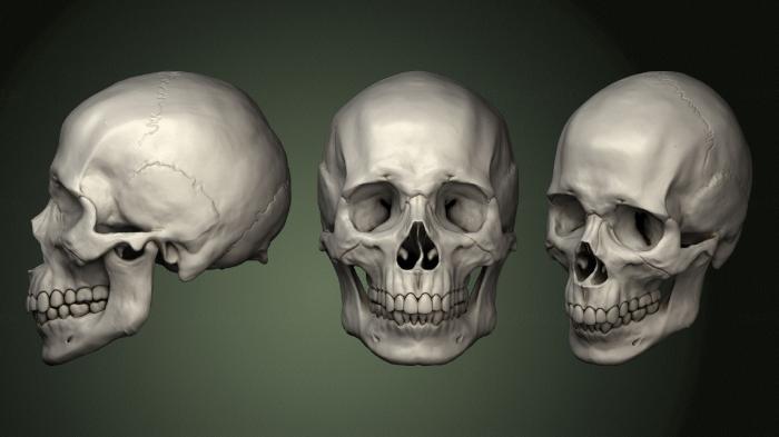Anatomy of skeletons and skulls (ANTM_1386) 3D model for CNC machine