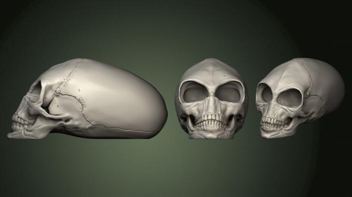 Anatomy of skeletons and skulls (ANTM_1392) 3D model for CNC machine