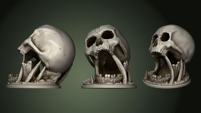 Anatomy of skeletons and skulls (ANTM_1403) 3D model for CNC machine