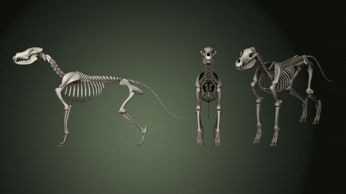 Anatomy of skeletons and skulls (ANTM_1407) 3D model for CNC machine