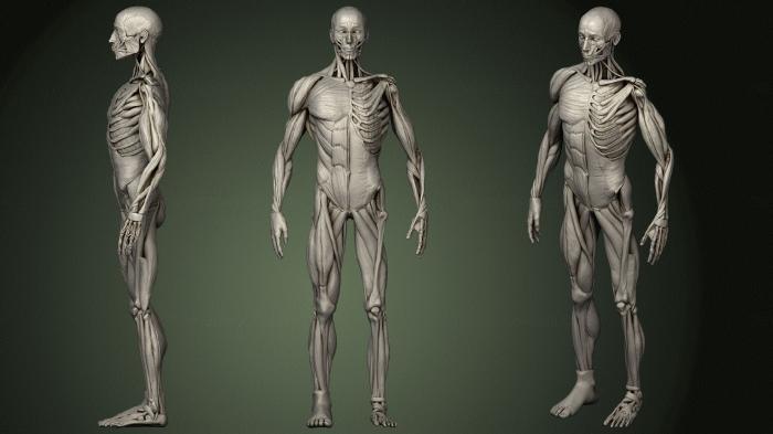 Anatomy of skeletons and skulls (ANTM_1417) 3D model for CNC machine