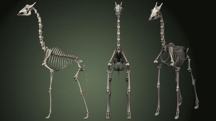 Anatomy of skeletons and skulls (ANTM_1442) 3D model for CNC machine