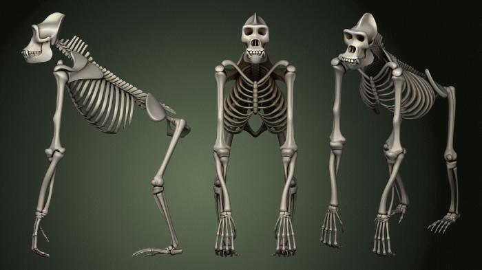 Anatomy of skeletons and skulls (ANTM_1445) 3D model for CNC machine