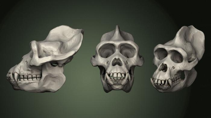 Anatomy of skeletons and skulls (ANTM_1446) 3D model for CNC machine