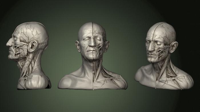 Anatomy of skeletons and skulls (ANTM_1458) 3D model for CNC machine