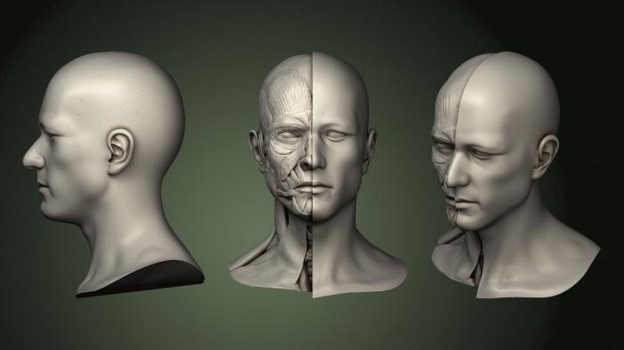 Anatomy of skeletons and skulls (ANTM_1459) 3D model for CNC machine